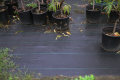 Agrowłóknina do ogrodu 1,6x50m czarna - CULTIVO